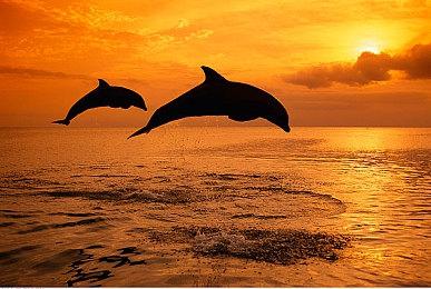 E3：国产游戏《动物派对》暗示将亮相Xbox发布会